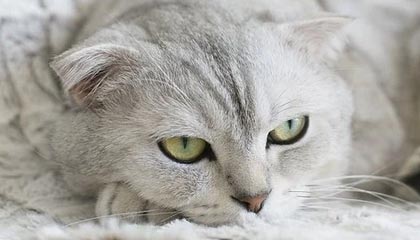 开云中国-地方篮球联赛蓬勃发展助力国家队选材