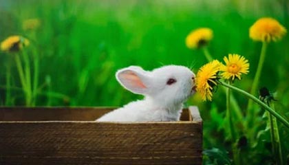 开云中国-地方篮球联赛蓬勃发展助力国家队选材